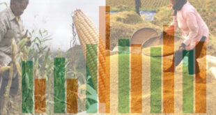 Produksi Pangan Bolmong